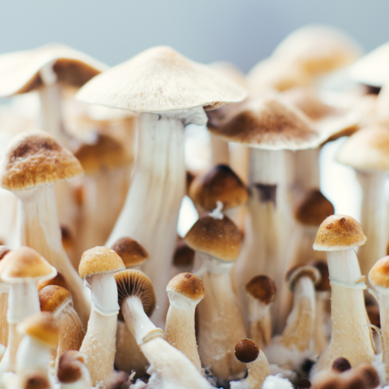 Whitepaper - Regulatory Aspects of Psychedelic Drugs - Current & Future Outlook - cover